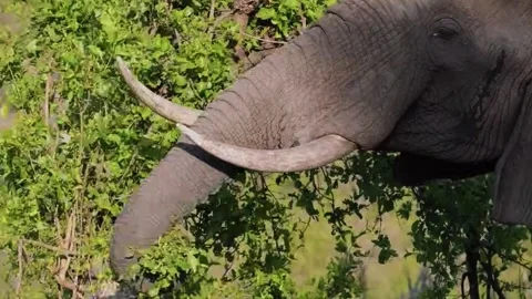 Elephant Trunk Close-Up with Green Leaves Video stock 328957950