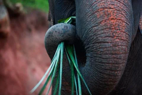 The elephant trunk colored  Stock Photos