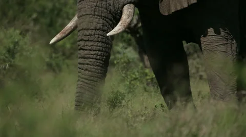 Elephant trunk eating grass Stock Footage 27983440
