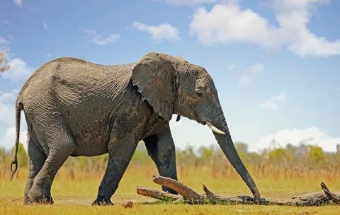 Elephant with trunk extended browsing Stock Photos