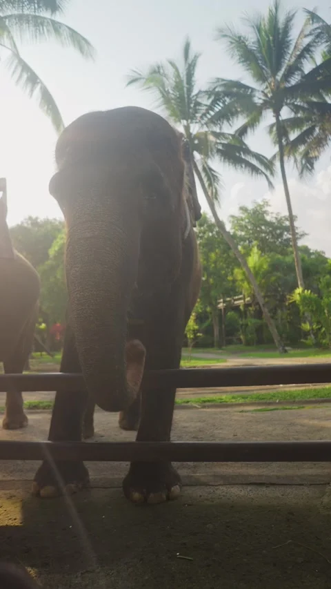 Elephant trunk extending through fence at sunset 動画素材 341515505