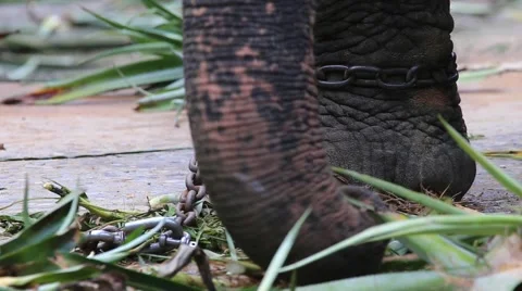 Elephant trunk 스톡 동영상 65885595