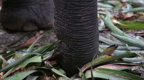 Elephant trunk 스톡 동영상 65885812