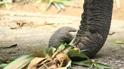 Elephant trunk 스톡 동영상 65885880