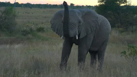 Elephant trunk up. Stock Footage 90783964