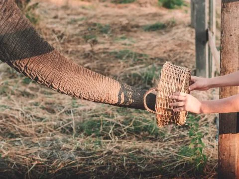 The elephant trunk illuminated by the sun pulls out a treat from a basket in Stock Photos