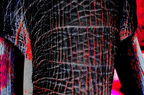 Elephant Trunk Stock Illustration