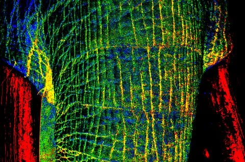 Elephant Trunk Stock Illustration