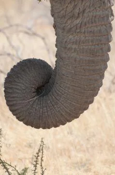 Elephant trunk Stock Photos