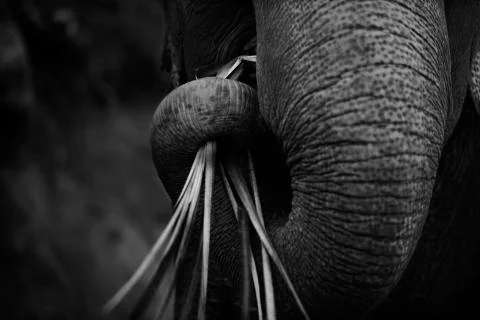 The elephant trunk  Stock Photos