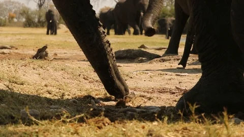 Elephant trunk picking up seed pods Stock Footage 119255795