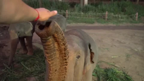 Elephant Trunk right into camera, asking for food Stock Footage 291185133