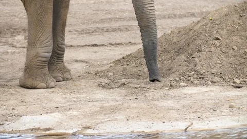 Elephant Trunk Smelling 4k Stock Footage 88367228