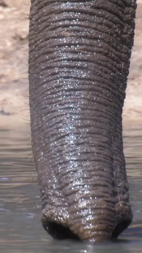 Elephant trunk in water Stock Footage 319374929