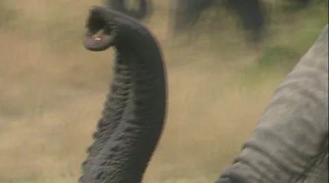 Elephant trunk waving in the air Stock Footage 22180252