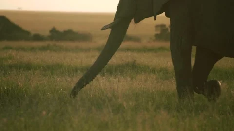 Elephant trunks graze grass at sunset, slow motion. Stock-Footage 156468016