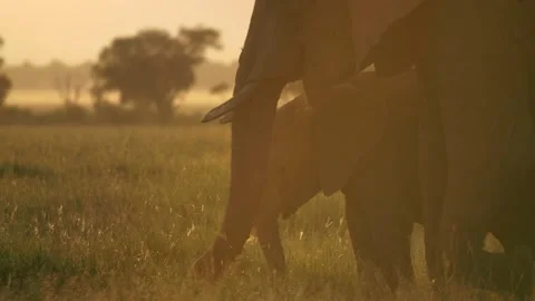Elephant trunks graze grass at sunset, slow motion. Stock Footage 156468023