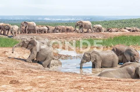 Elephant trying to get out of waterhole Stock Photos