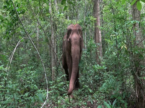 Elephant trying to uproot a small tree in cambodia mondulkiri 스톡 동영상 76110540
