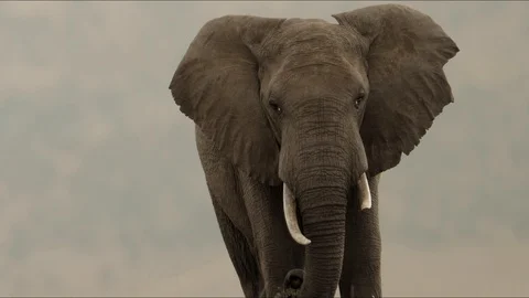 Elephant Turning towards camera in a Kenyan Safari Stockbeeldmateriaal 127859157