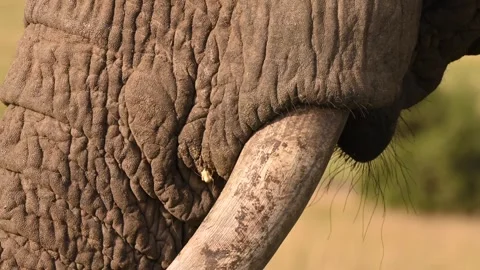 Elephant Tusk Close Up Macro 4k Wildlife Footage Stock Footage 338258848