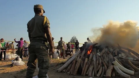 Elephant Tusks Burn - Mozambique Stock Footage