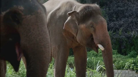 Elephant with tusks close-up Stock Footage 73646208