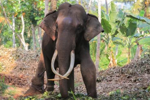 Elephant with tusks Stock Photos