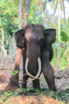 Elephant with tusks Stock Photos