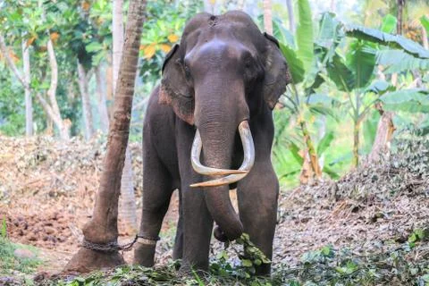 Elephant with tusks Stock Photos