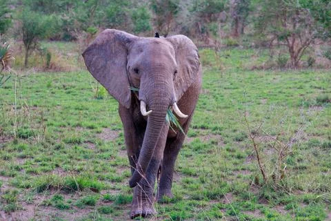 Elephant Uganda Stock Photos