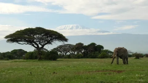 Elephant under Mt. Kilimanjaro Stock Footage 132829592