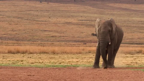 Elephant use trunk during dust bath as common warthog passes behind in field 動画素材 345681543