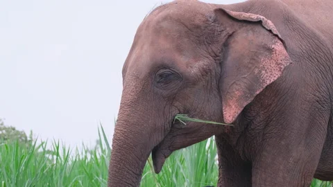 Elephant use trunk to pick sugar cane to eat and look happy in field of cane Stock Footage 155459749