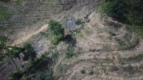 Elephant used in deforestation Stock Footage 82048754