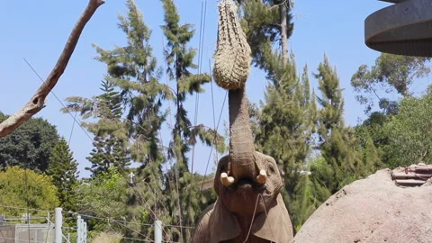 An Elephant Uses Its Trunk to Grab Hay Видео 148011385