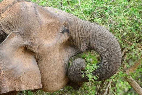 An elephant uses its trunk to grab and eat leaves from a tree close up. Stock Photos
