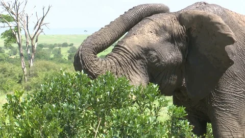 ELEPHANT USES TRUNK Video stock 77487968