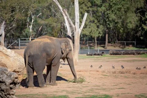 An Elephant Using His Trunk To Eat Leaves Stock Photos