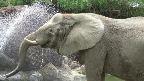 An elephant is using its trunk to drink water. Stock Footage 282515134