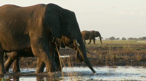 Elephant using its trunk  库存影片 485963