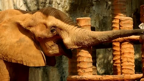 An elephant using its trunk to grab something Stockbeeldmateriaal 213908624