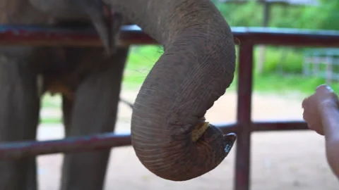 Elephant using its trunk to take fruits from a human's hand in a sanctuary Stock Footage 234870871