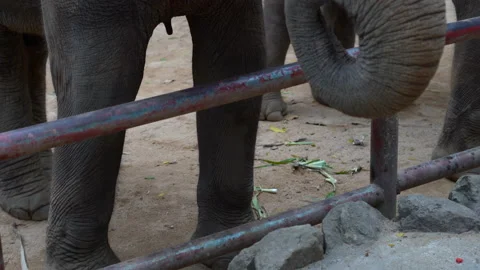 Elephant using its trunk to take fruits from a human's hand in a sanctuary Stock Footage 234871628