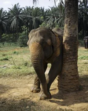 Elephant using three to scratch himself in elephant sanctuary. Foto stock