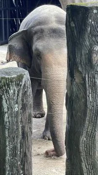 Elephant Using Trunk to Gather Hay for Feeding Stock Photos