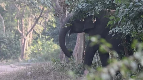 Elephant using the trunk to take all the leaves in Corbett national park Stock Footage 266803723