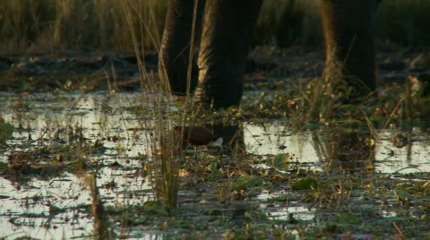 Elephant wading 库存影片 486002