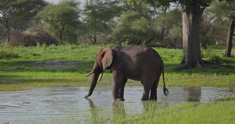 Elephant Wading in a Shallow Watering Hole in Tanzanian Wilderness Stock Footage 333504447