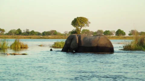 Elephant Wading through Water Okavango Delta Botswana Stock Footage 135252480